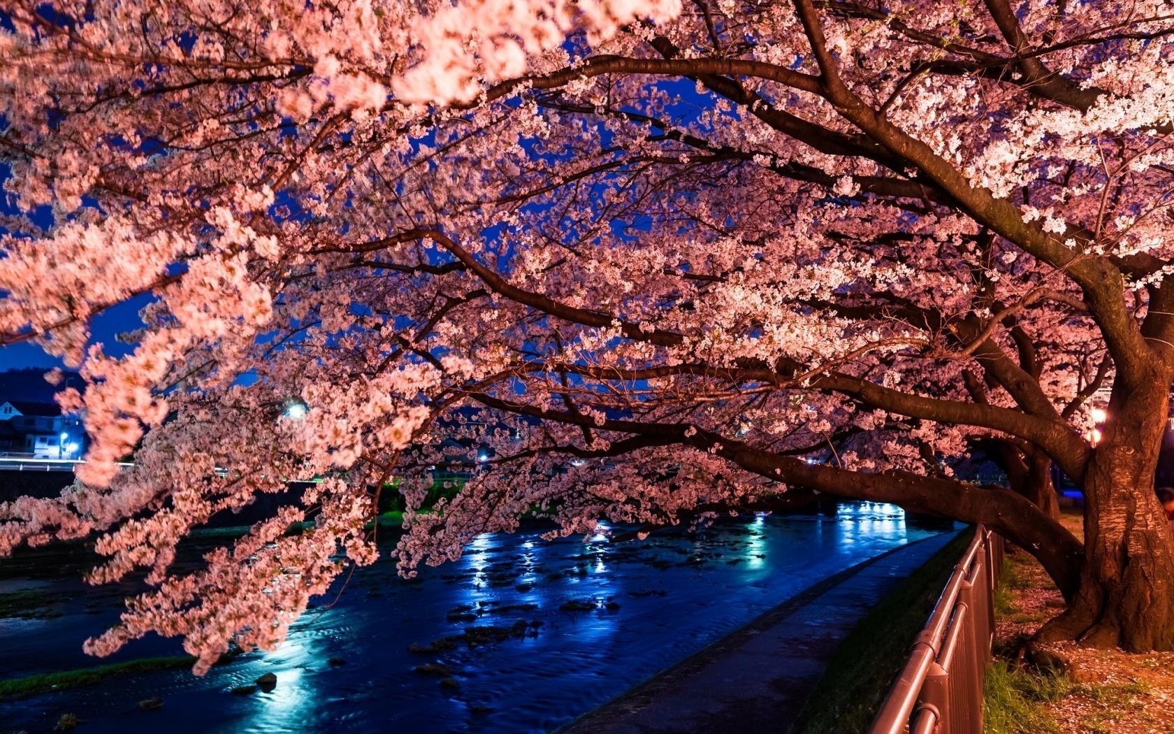 fiori di ciliegio albero sakura