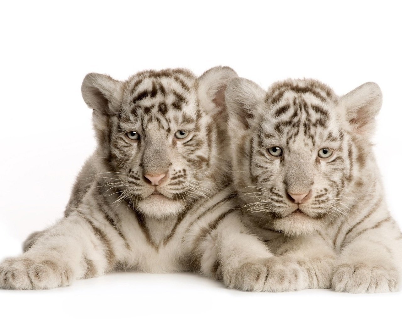 albinos tigres blancos