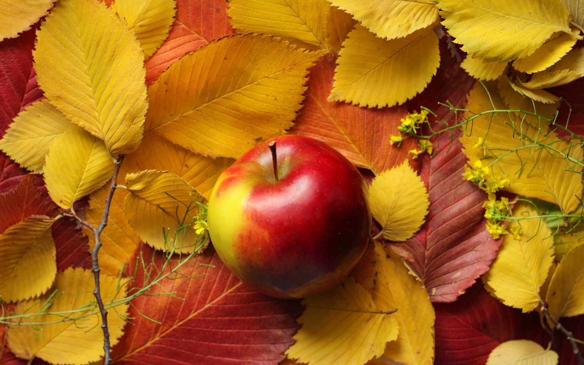 leaves apple autumn