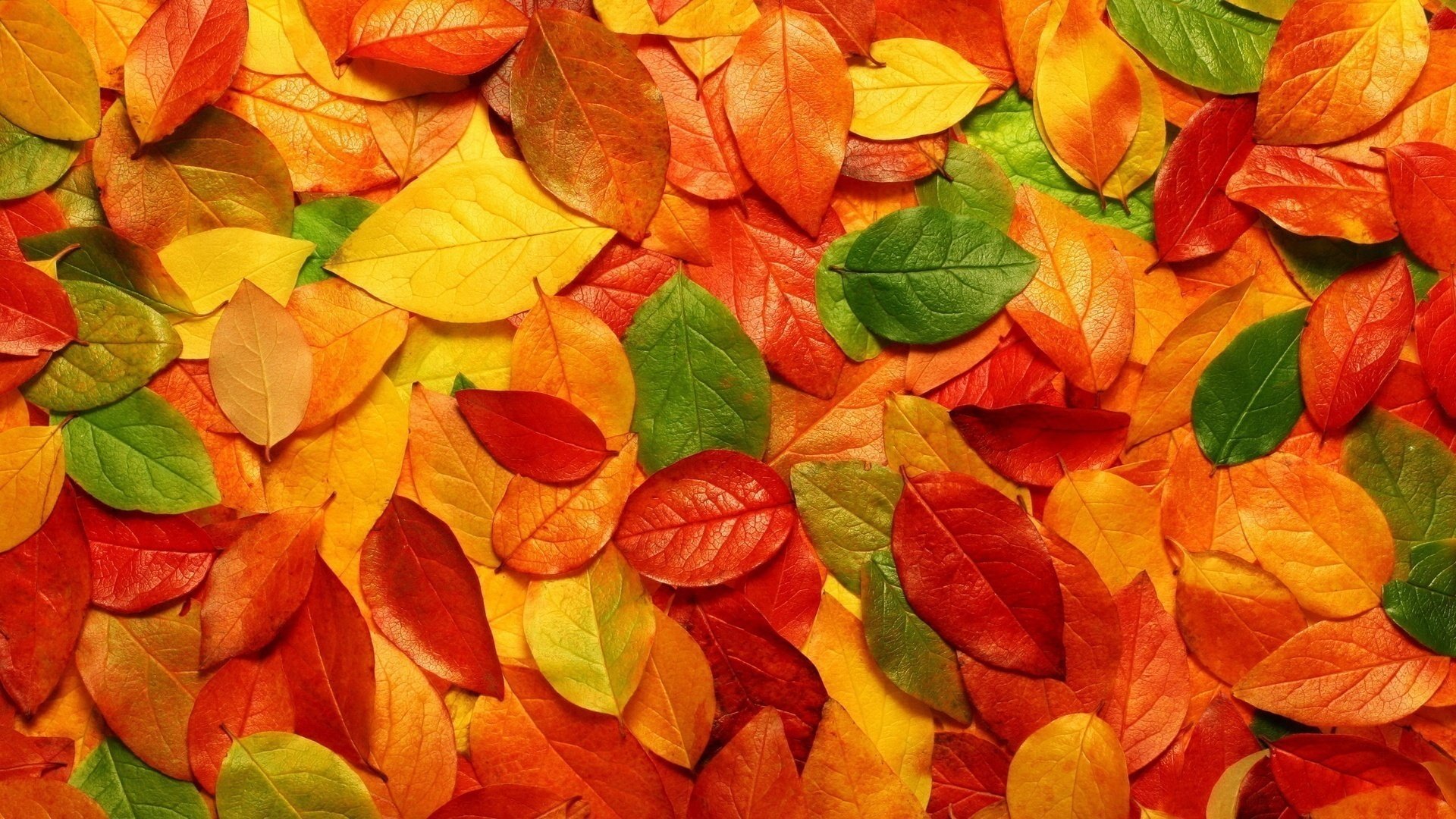 spirito autunnale foglie fogliame colori