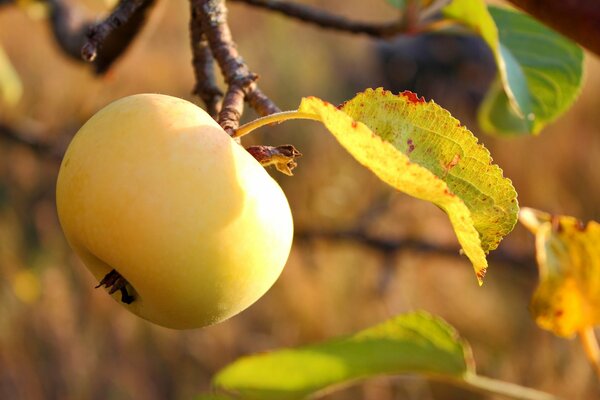 Échelle de pomme de couleurs d automne