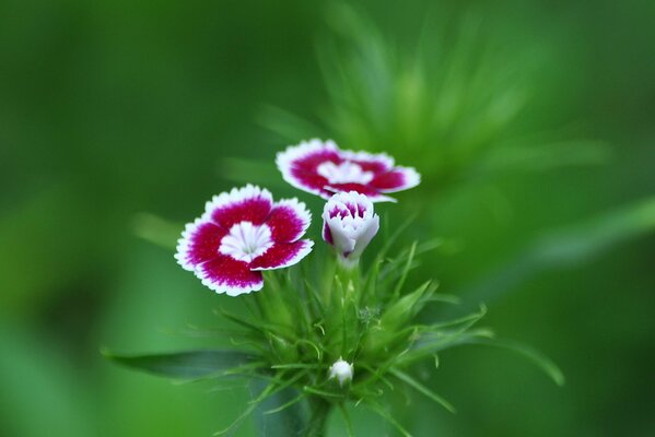 Summer composition of red and white carnations