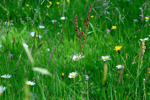 Green meadow of different plants