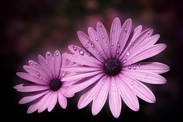 Wet pink flowers on a dark background