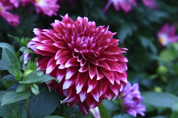 Bright red dahlia close-up