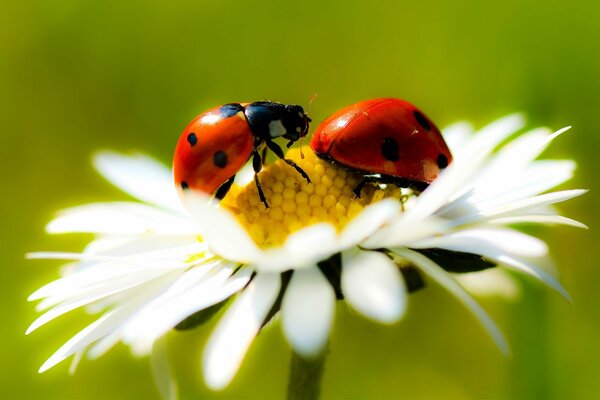 Sur la camomille, deux insectes boivent leur nectar sucré