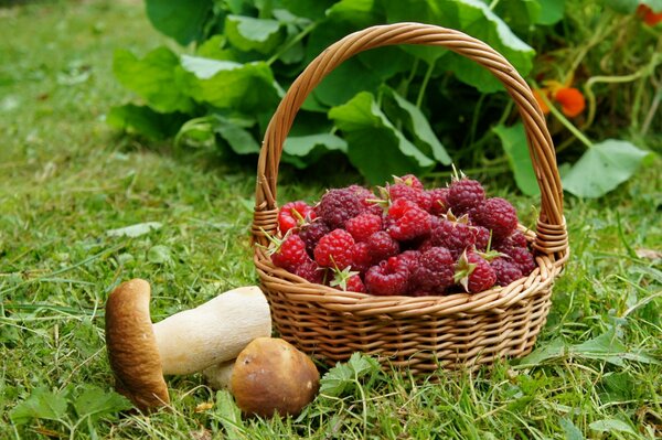 Waldkorb mit Beeren und Pilzen