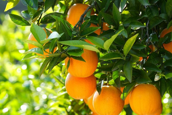 Orange tree on a sunny day. z