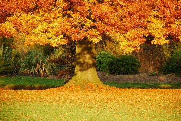 Paisaje de otoño con árbol dorado