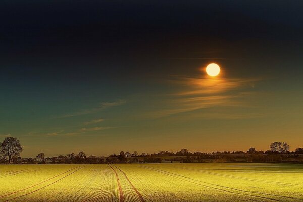 Beautiful sunset on the field