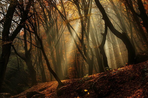 La forêt dense se réveille. Lever du soleil d automne