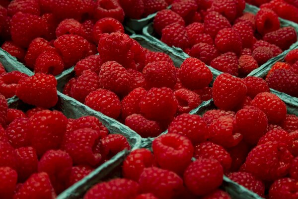 Kleine Papierbehälter, in denen rote Himbeeren liegen