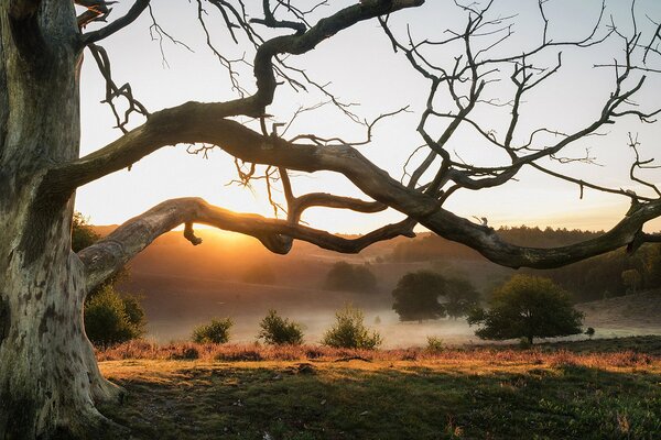 Foggy morning in the hills of the Netherlands