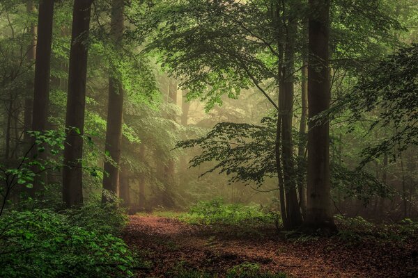 Bosque de la mañana con la luz penetrante del sol