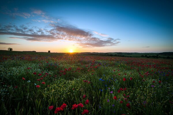 Sonnenuntergang auf einem Feld Hintergrund