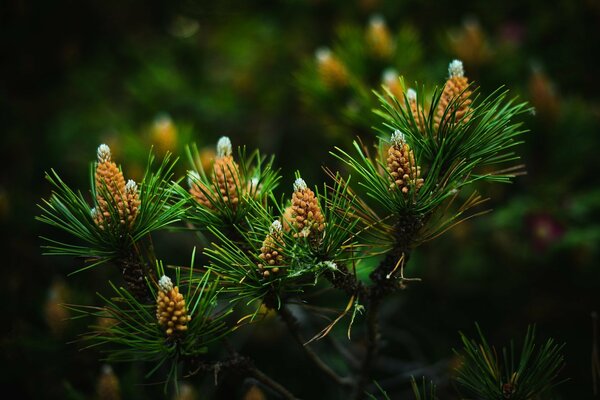 Beaucoup de petits cônes sur les branches de pin