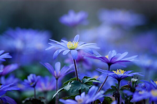 Petals of blue flowers on a blurry background