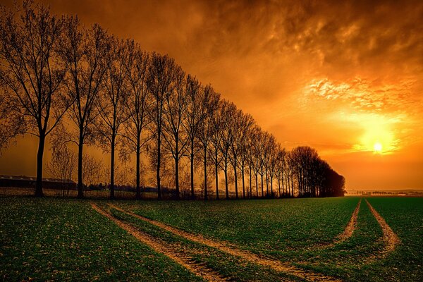 Orange summer sunset over the path in the field