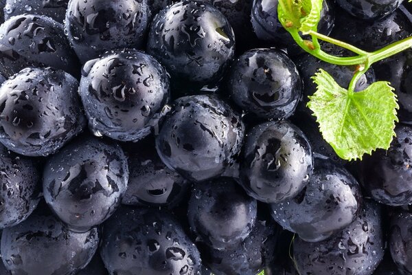 Uvas maduras azules después de la lluvia