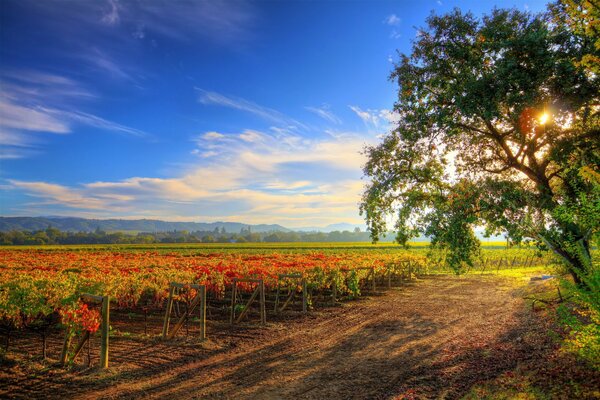 Vineyards against a clear sky