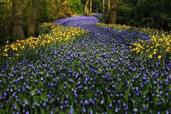 Duftendes Feld von lila und gelben Tulpen