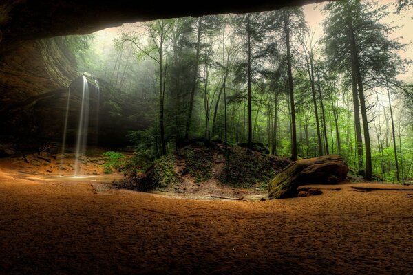 Forest nature and waterfall