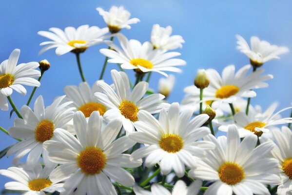 Bright sunny daisies on the sky background