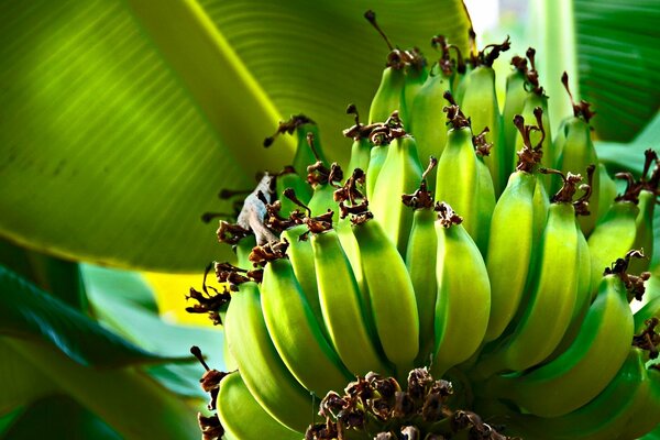 Tree leaves and green bananas