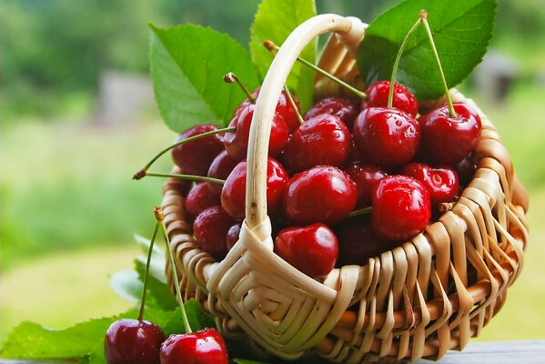 Baies. luminosité des cerises. panier