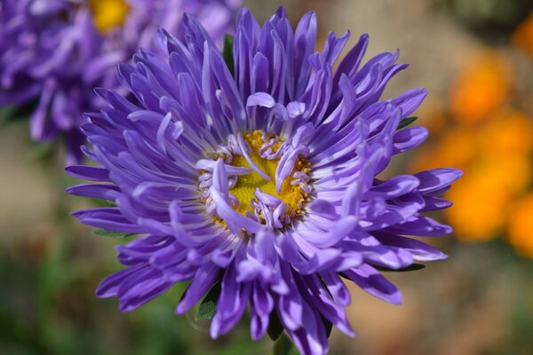 Lila Asterblume auf einem Blumenbeet