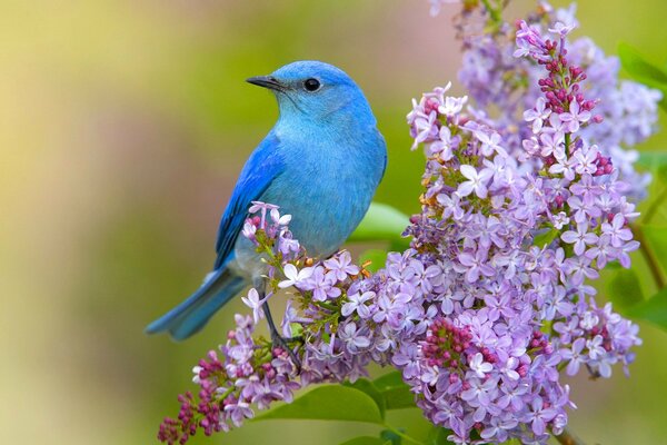 A blue bird with a lilac branch wants to make friends