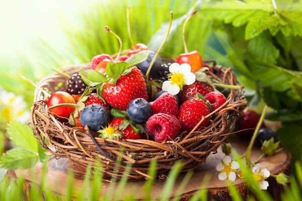 Basket with berries on a stump, summer sun