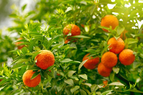 Racimos de naranjas en un Naranjo