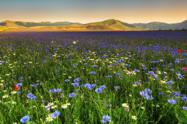 Landscape with mountains and a field of flowers