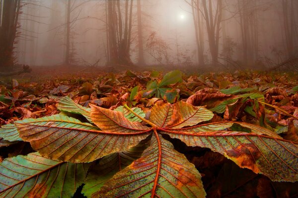 Ein nebliger Wald. Bäume haben Blätter weggeworfen