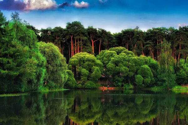 Foresta incredibilmente verde vicino al mare