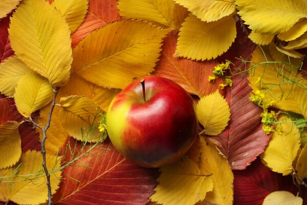 A red apple is lying on the leaves