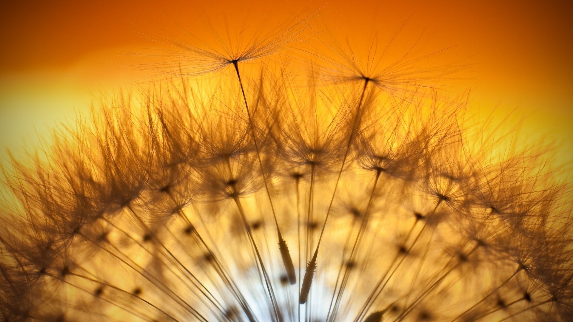 dente di leone sole giallo tramonto volo pianta