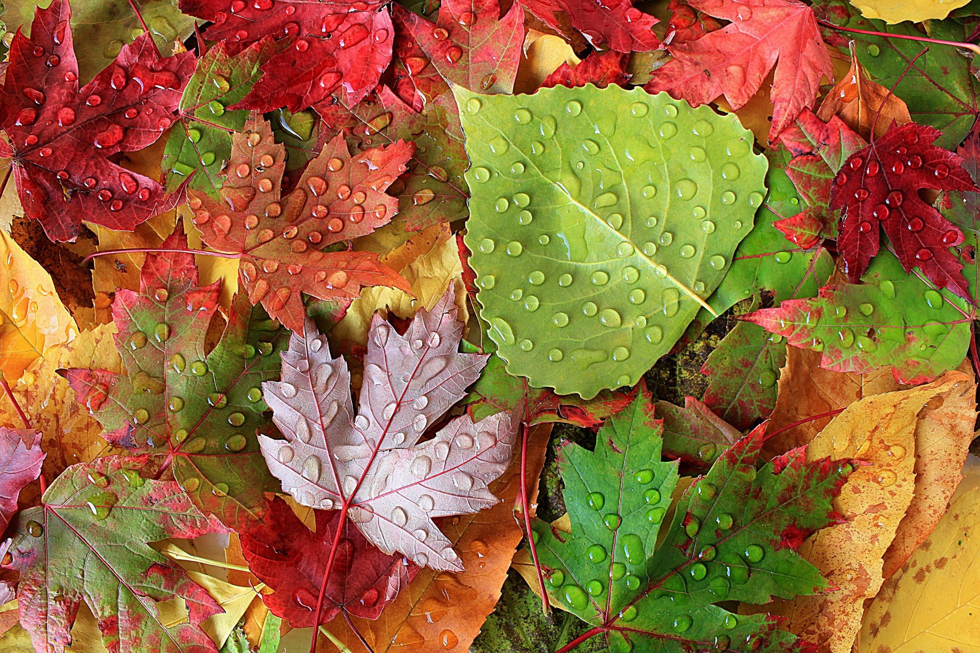 automne feuilles feuilles mortes gouttes après la pluie gros plan