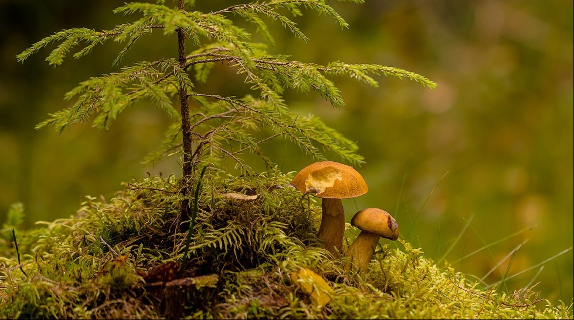 on the mound tree mushrooms close-up