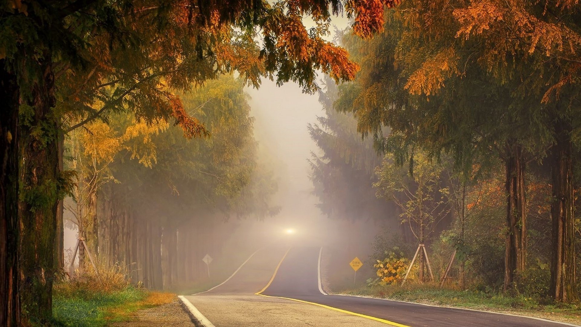 herbst straße nebel licht