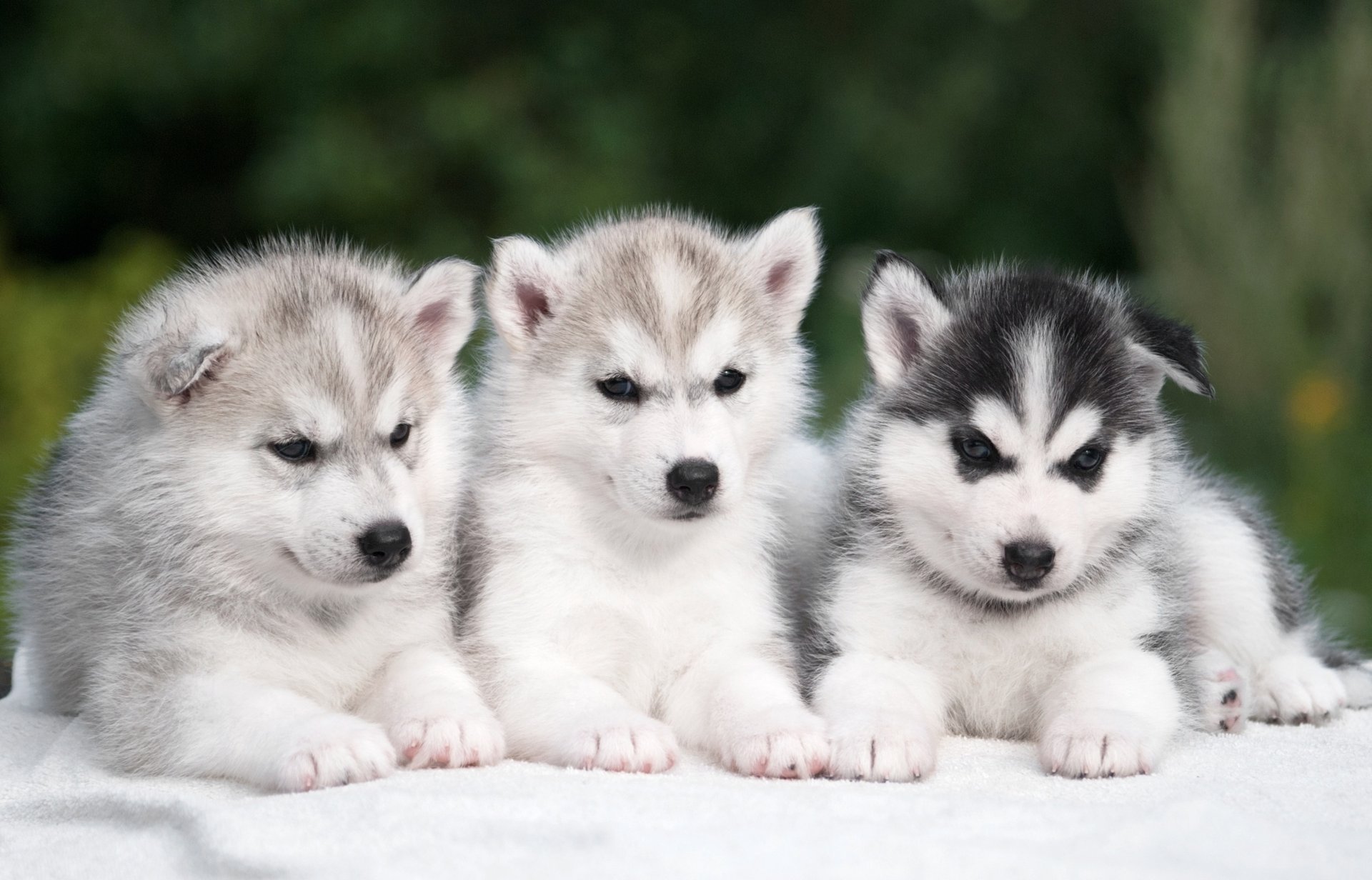 husky positive trio