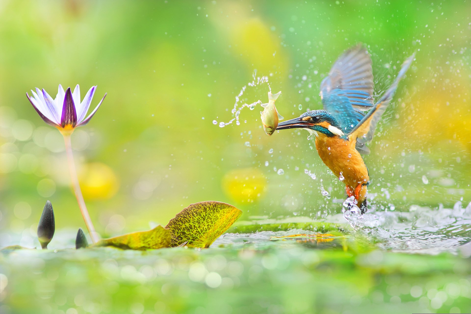 birds of the world bird fuyi chen taiwan kingfisher photographer pond lotus fish squirt