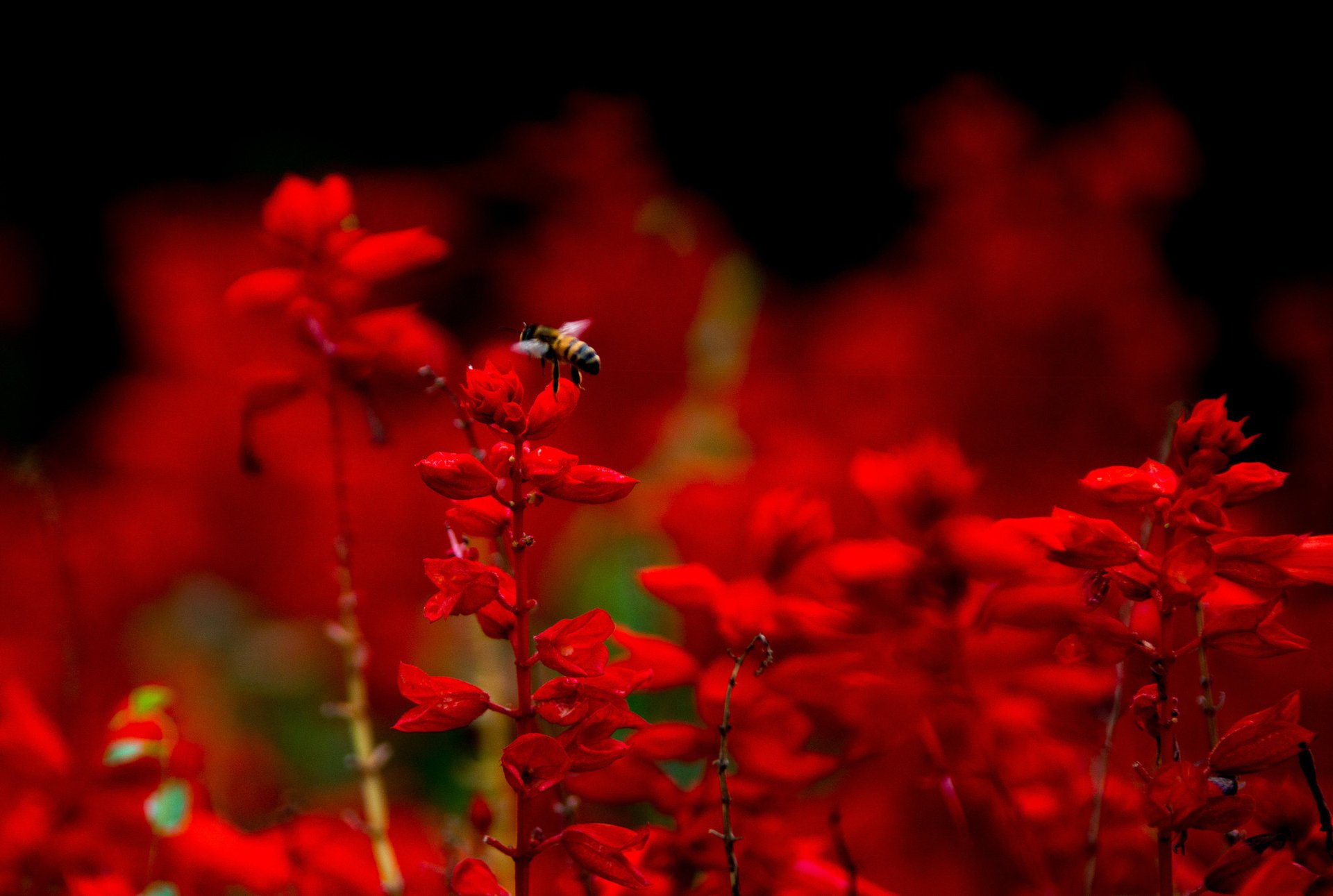 ape insetto rosso macro