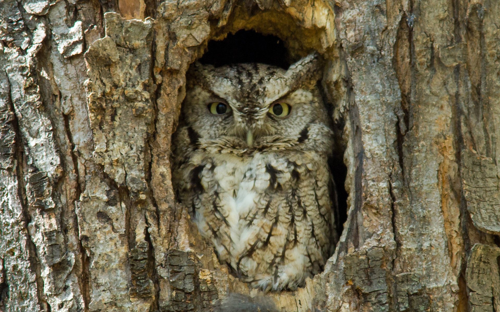 oiseau hibou ensoleillé creux arbre écorce