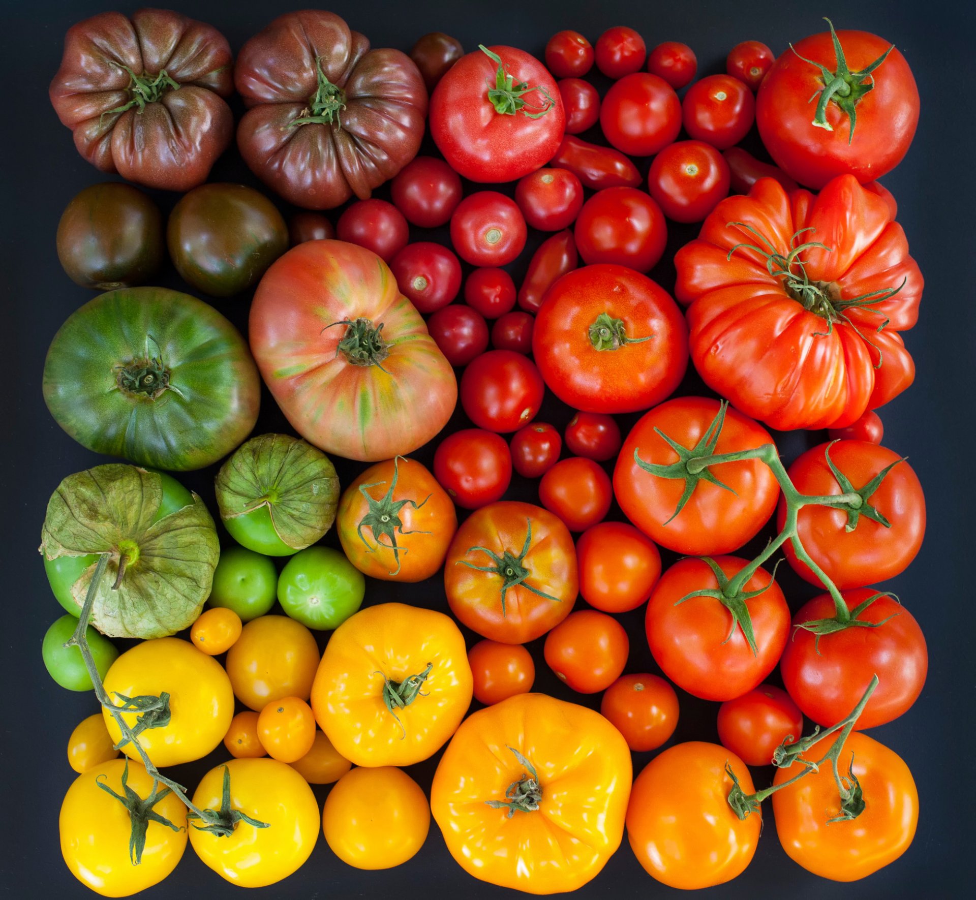 tomaten tomaten bunt