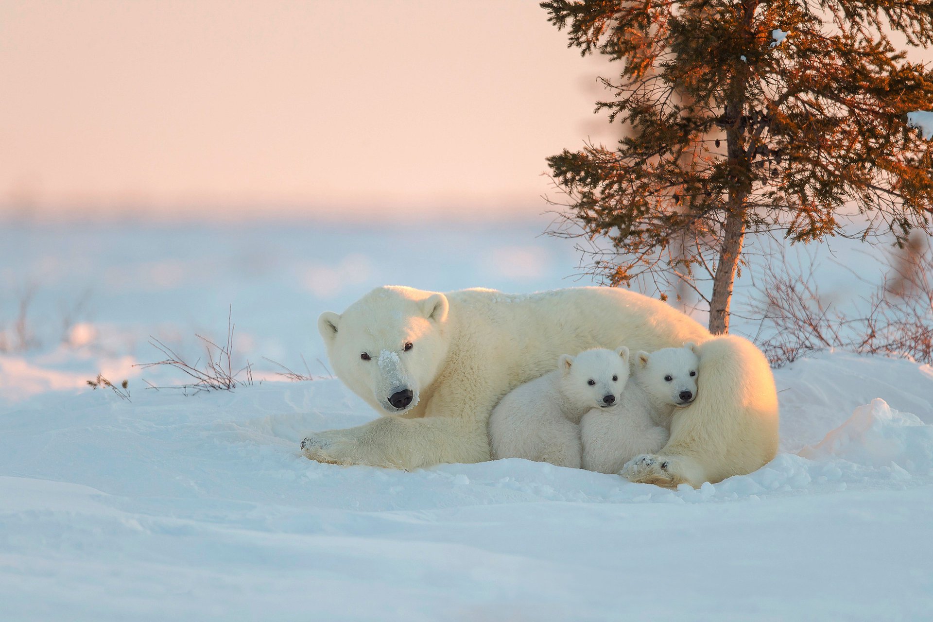 osos blanco nieve cachorro