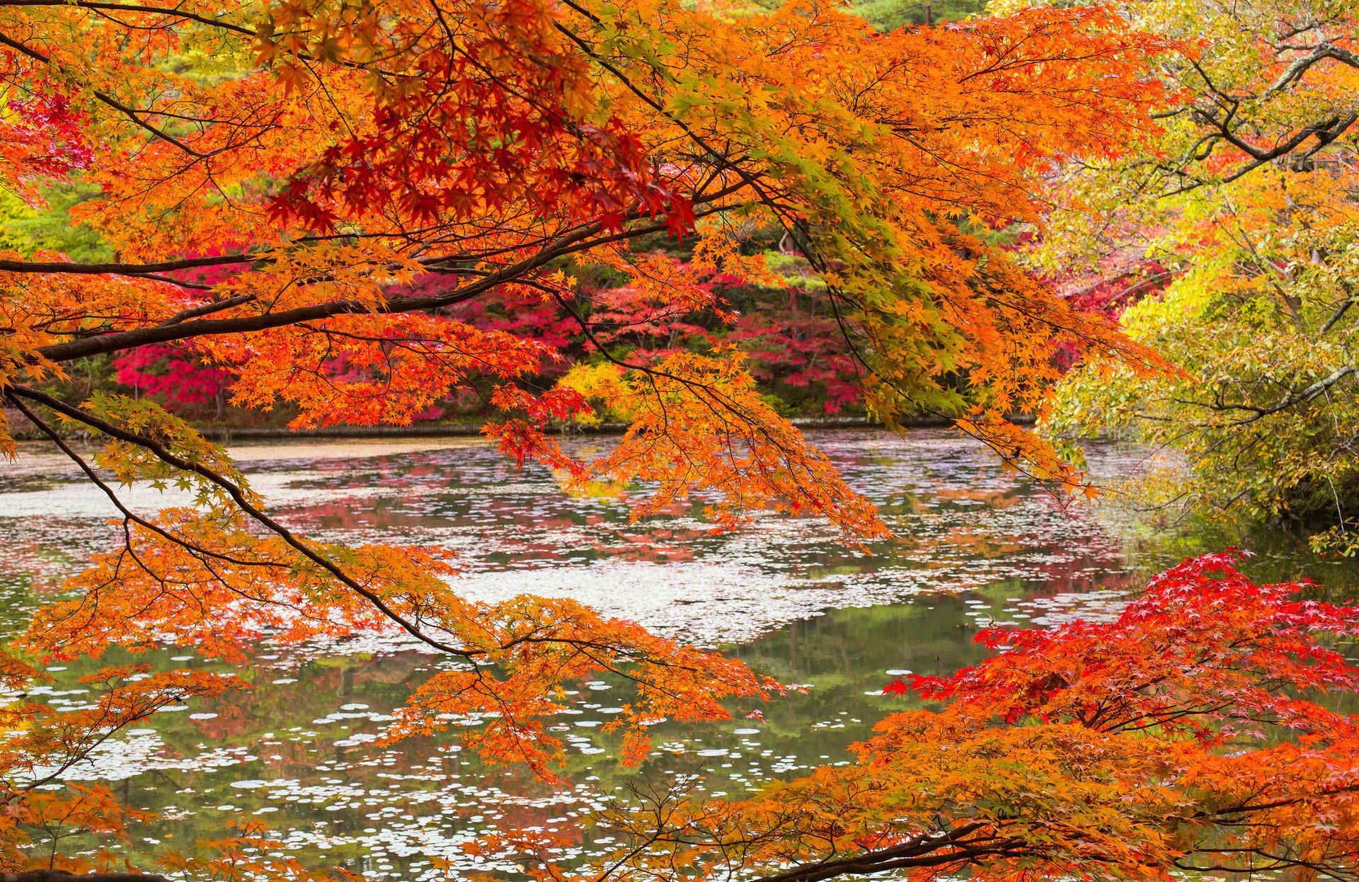 otoño bosque río ramas naturaleza