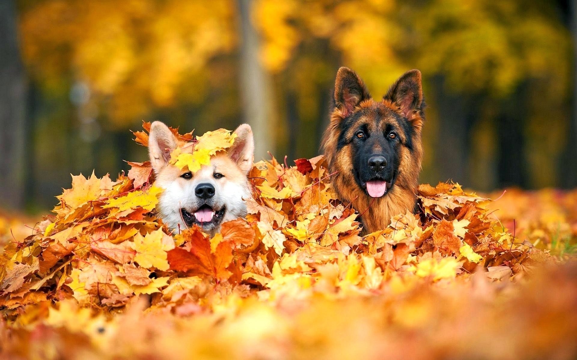 chiens feuilles photo positif