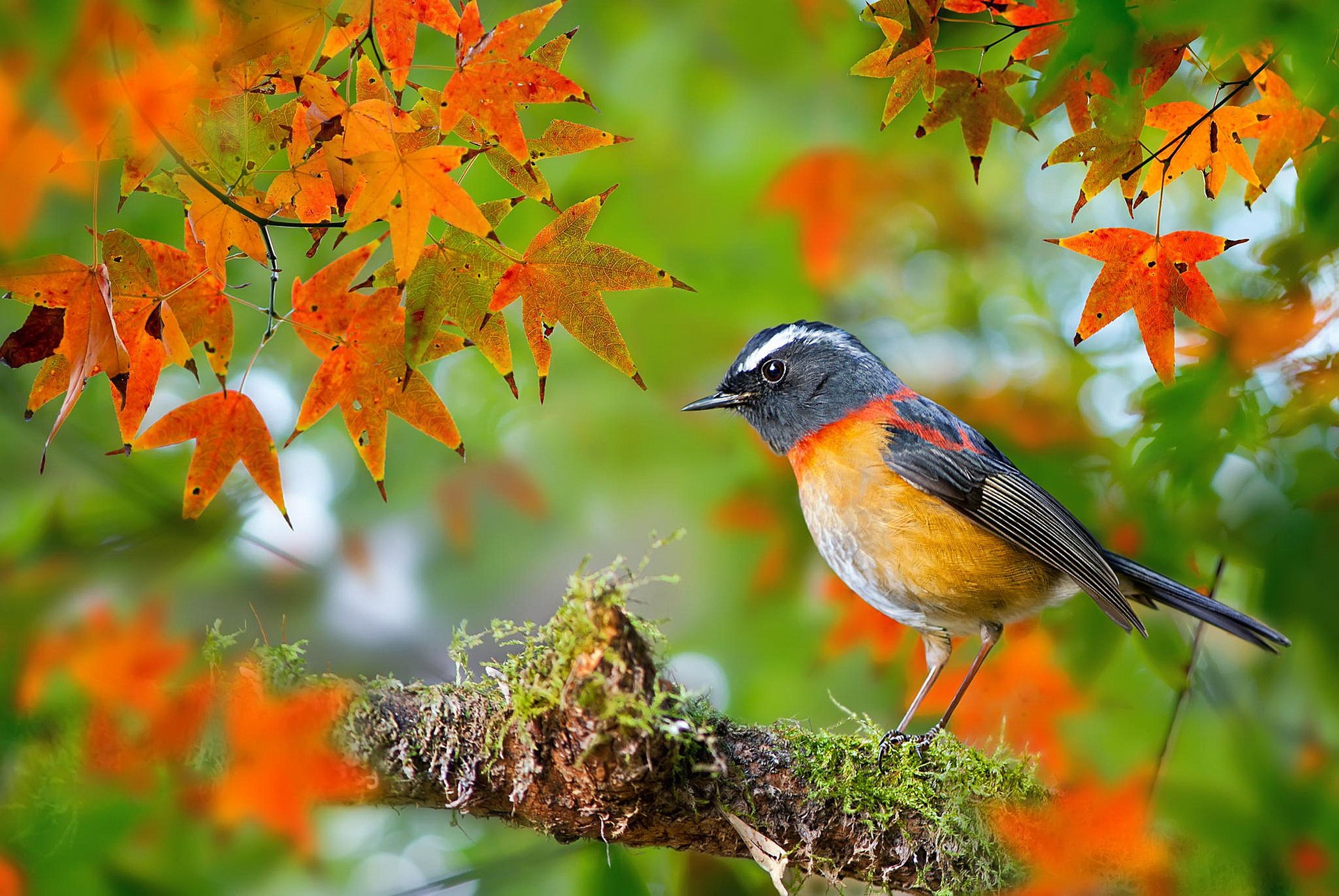 uccelli del mondo uccello collared bush-robin fuyi chen osin taiwan fotografo ramo acero